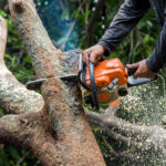 Tree Surgery Services