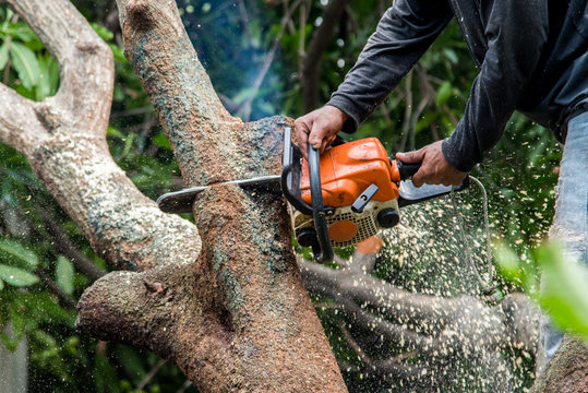 Tree Surgery Services