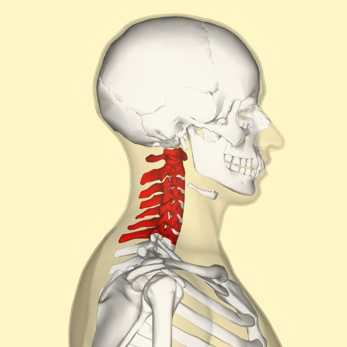 Vertebrae Unique
