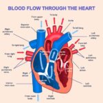 heart Graph