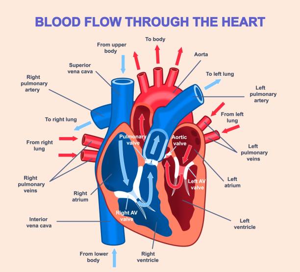 heart Graph