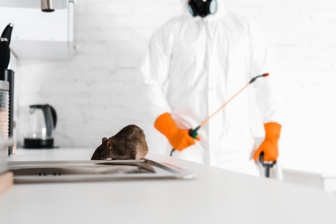 rodent control services